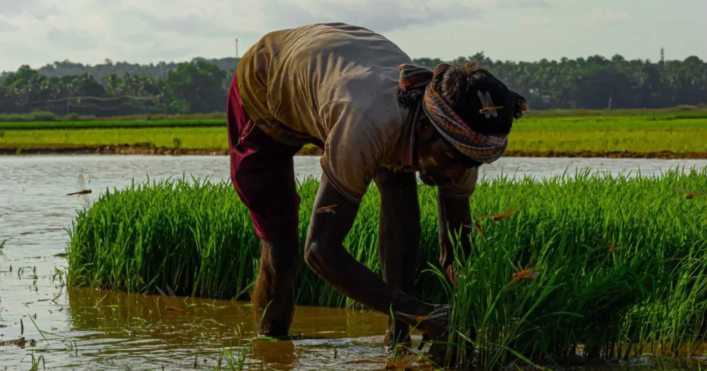 Indian farmer working in his field